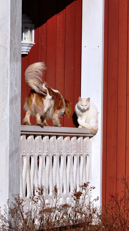 Förhandsvisning av bild